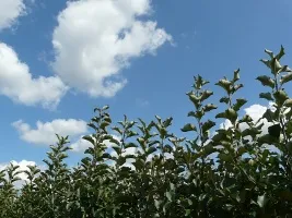 Pépinière d’arbres fruitiers : pommiers, poiriers, prunes, cerises, cerises, abricots, pêches 01
