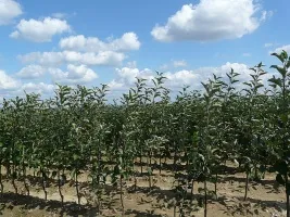 Pépinière d’arbres fruitiers : pommiers, poires, prunes, cerises, cerises, abricots, pêches 02