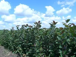 Pépinière d’arbres fruitiers : pommiers, poires, prunes, cerises, cerises, abricots, pêches 03