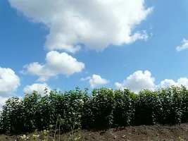 Pépinière d’arbres fruitiers : pommiers, poiriers, prunes, cerises, cerises, abricots, pêches 04