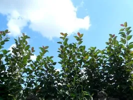 Pépinière d’arbres fruitiers : pommiers, poiriers, prunes, cerises, cerises, abricots, pêches 08