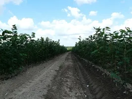 Pépinière d’arbres fruitiers : pommiers, poiriers, prunes, cerises, cerises, abricots, pêches 10