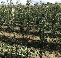 Pépinière d’arbres fruitiers : pommiers, poiriers, prunes, cerises, cerises, abricots, pêches 11