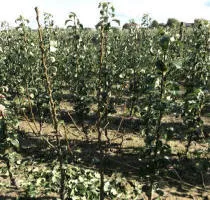 Pépinière d’arbres fruitiers : pommiers, poiriers, prunes, cerises, cerises, abricotiers, pêches 12