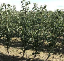 Pépinière d’arbres fruitiers : pommiers, poiriers, prunes, cerises, cerises, abricots, pêches 13