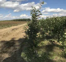 Pépinière d’arbres fruitiers : pommiers, poiriers, prunes, cerises, cerises, abricots, pêches 14
