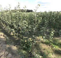 Pépinière d’arbres fruitiers : pommiers, poiriers, prunes, cerises, cerises, abricots, pêches 15