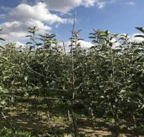 Pépinière d’arbres fruitiers : pommiers, poiriers, prunes, cerises, cerises, abricots, pêches 16
