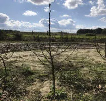 Pépinière d’arbres fruitiers : pommiers, poires, prunes, cerises, cerises, abricots, pêches 17
