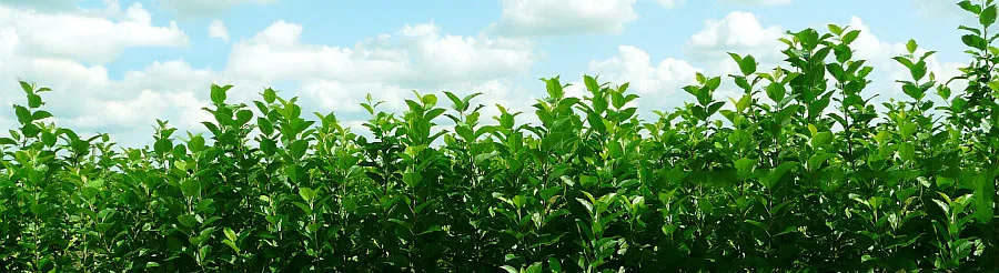 Pépinière d’arbres fruitiers : pommiers, poires, prunes, cerises, Pologne